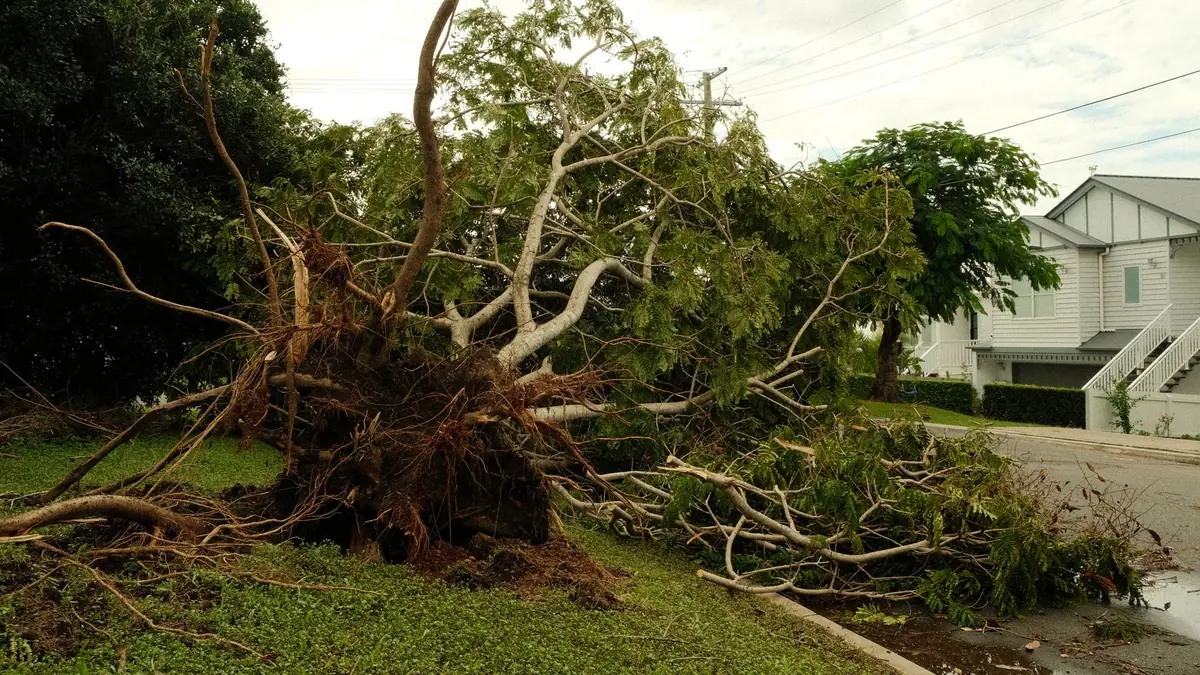 Storm-fallen tree being cleared from a yard after a New Jersey nor'easter