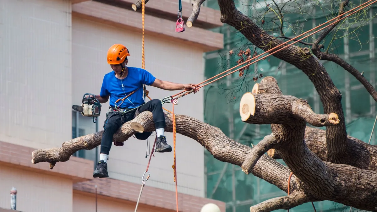 Tree crew pruning and thinning the crown of a shade tree in Carteret, NJ